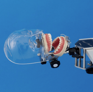 Dental Mannequin with transparent head