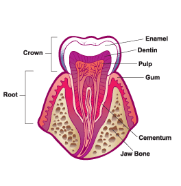 Parts of a human tooth
