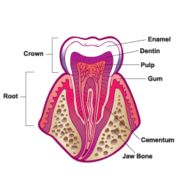 Parts of a tooth